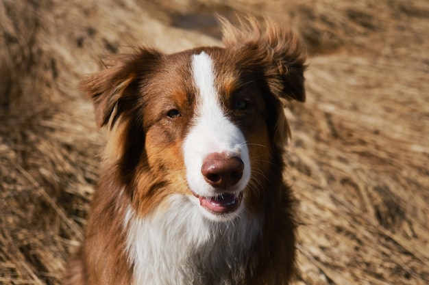 Il cane australiano è tricolore rosso con orecchie arruffate e divertenti, naso di cioccolato e striscia bianca sulla testa in una limpida giornata di sole all'esterno Ritratto di un bellissimo cucciolo di pastore australiano in primo piano Vista dall'alto