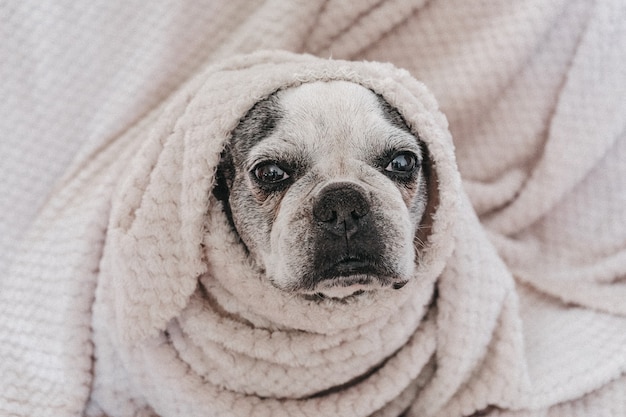 Il cane avvolto in una coperta è seduto sul letto. Simpatico cane francese.