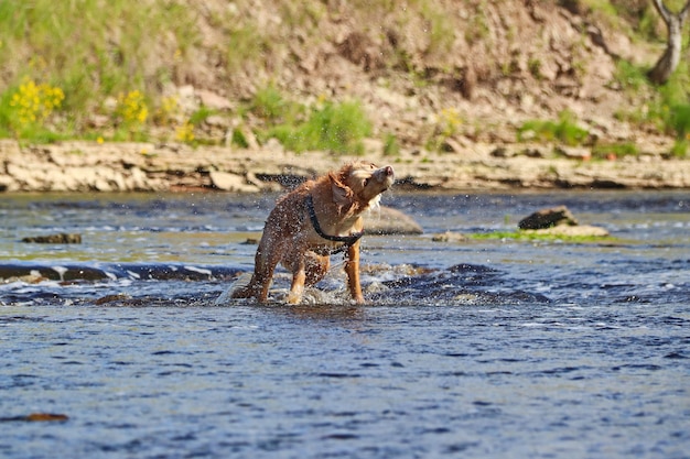 Il cane bagnato dai capelli rossi corre sull'acqua e si scrolla di dosso