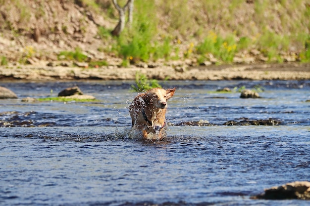 Il cane bagnato dai capelli rossi corre sull'acqua e si scrolla di dosso