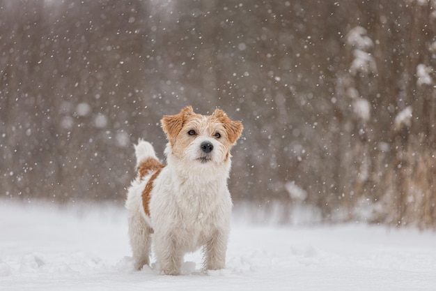 Il cane bagnato si trova nella foresta in inverno Jack Russell Terrier a pelo duro nel parco per una passeggiata La neve sta cadendo sullo sfondo del concetto animale di Capodanno