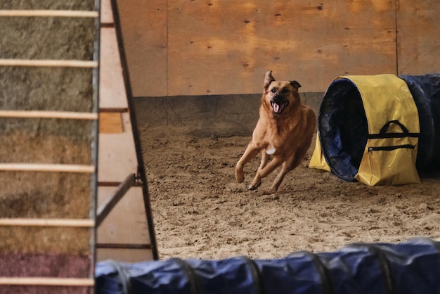 Il cane bastardo senza razza di colore rosso esce rapidamente dal tunnel e i flebotomi da sotto le zampe