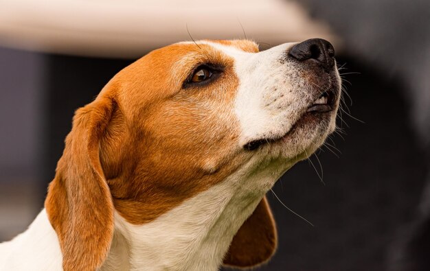 Il cane Beagle annusa l'aria da vicino