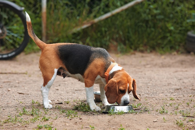 Il cane Beagle beve l'acqua da una ciotola di ceramica in strada in una giornata calda