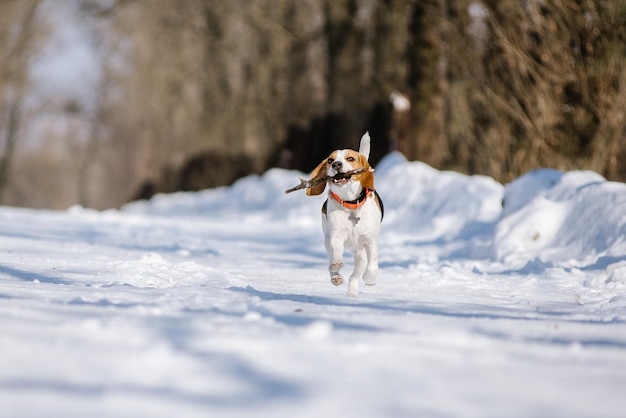 Il cane Beagle corre e gioca nella foresta invernale in una soleggiata giornata gelida