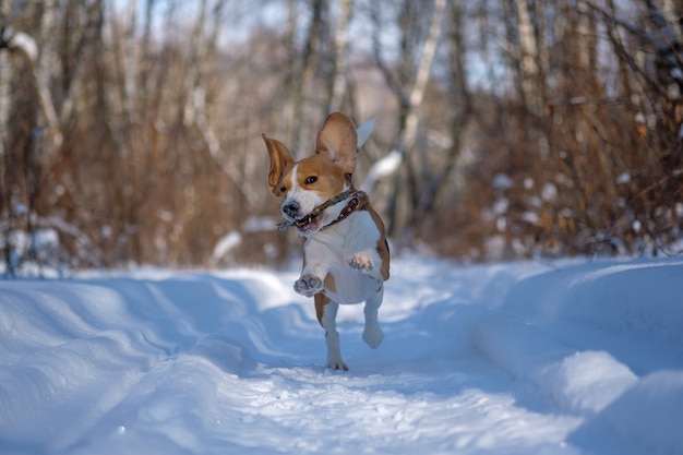 Il cane Beagle corre e gioca nella foresta invernale in una soleggiata giornata gelida