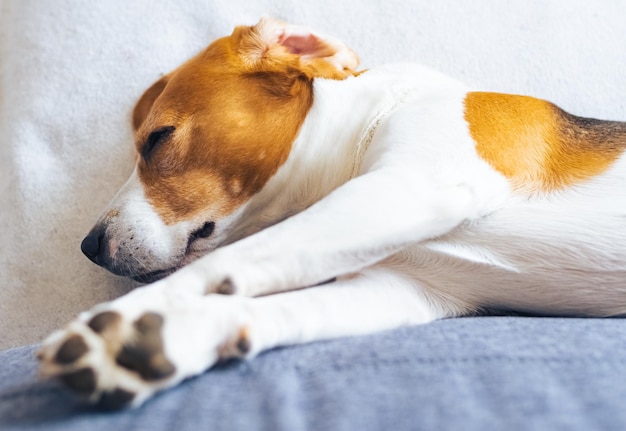 Il cane Beagle dorme stanco su un comodo divano