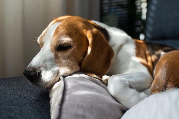 Il cane Beagle dorme stanco su un divano sotto i raggi del sole