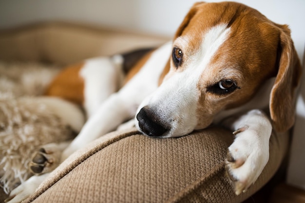 Il cane Beagle dorme stanco su un divano sotto i raggi del sole