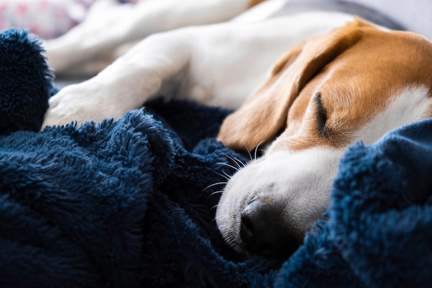 Il cane Beagle dorme stanco su un divano.
