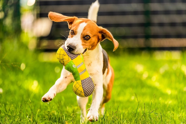 Il cane beagle tricolore che porta un giocattolo maturo e corre verso la telecamera velocemente