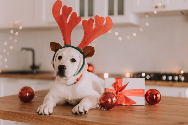 Il cane bianco con le corna di cervo giocattolo sulla testa giace in cucina decorata con una ghirlanda di Natale. Palle di Natale, regali. spazio per il testo. Foto di alta qualità