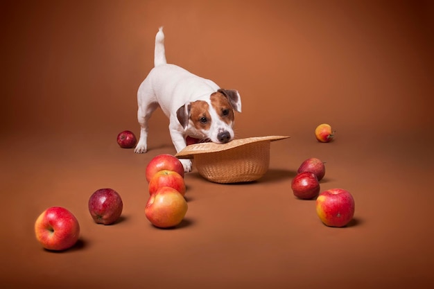 Il cane bianco e rosso di Jack Russell Terrier si morde il cappello e spruzza le mele