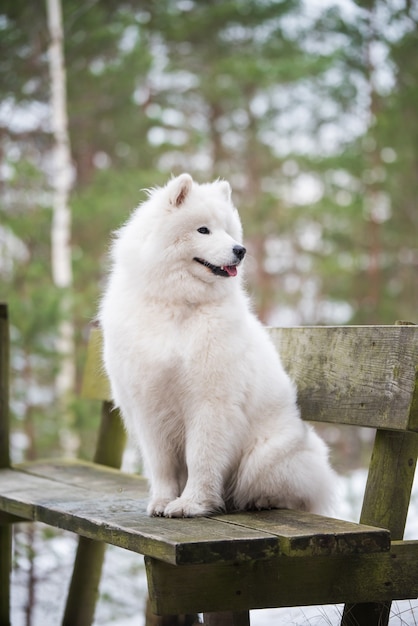 Il cane bianco Samoiedo è seduto nella foresta invernale su una panchina