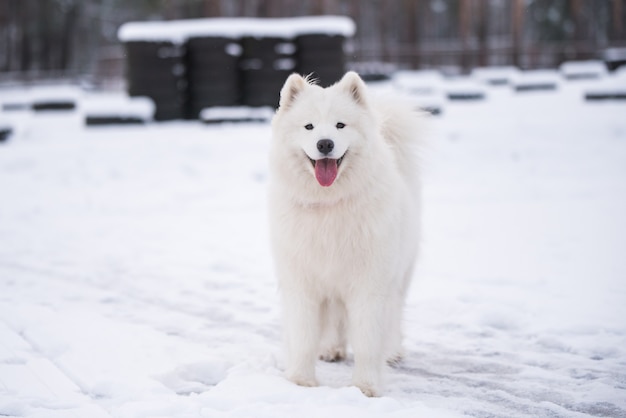Il cane bianco samoiedo è sulla neve fuori nel paesaggio invernale