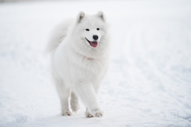 Il cane bianco samoiedo è sulla neve fuori nel paesaggio invernale