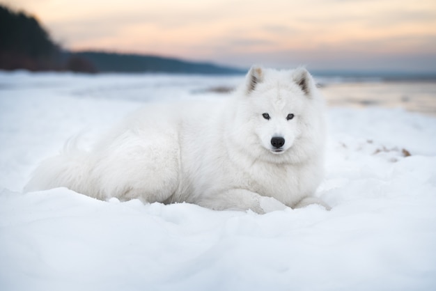 Il cane bianco Samoiedo è sulla spiaggia di Saulkrasti in Lettonia