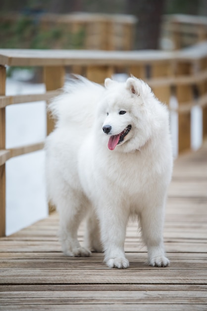 Il cane bianco samoiedo è sulla strada del sentiero della neve in Lettonia