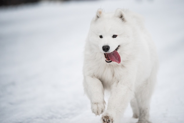 Il cane bianco samoiedo sta correndo sulla neve fuori nel paesaggio invernale