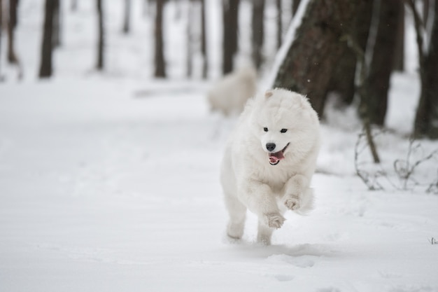 Il cane bianco samoiedo sta correndo sulla neve fuori