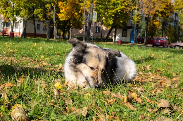 Il cane bianco si trova sull'erba in foglie gialle