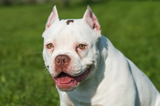 Il cane bullo americano di colore bianco si chiude sull'erba verde