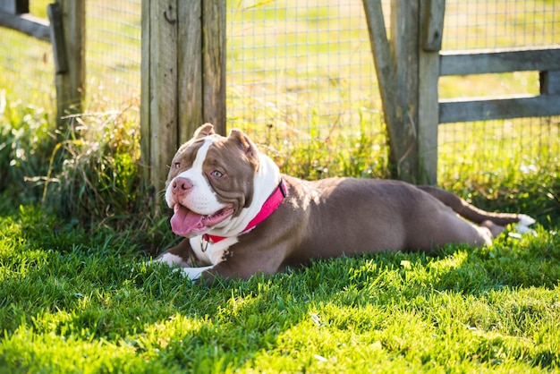 Il cane bullo americano di colore rosso sta trovandosi sull'erba verde