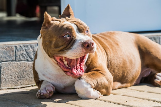 Il cane Bully americano di colore rosso divertente è sdraiato sulla soglia