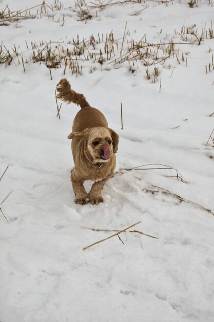 Il cane cammina in una radura della foresta