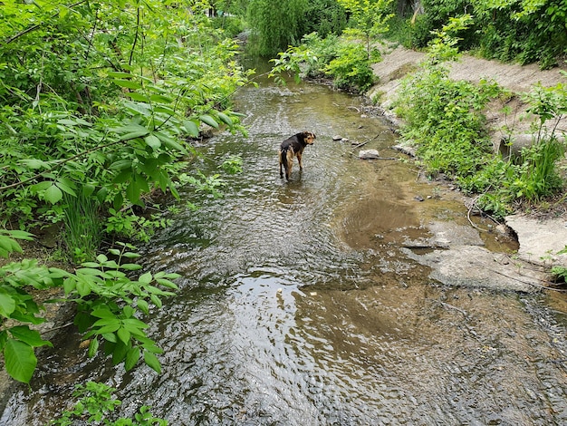 Il cane cammina lungo il torrente e cerca cibo