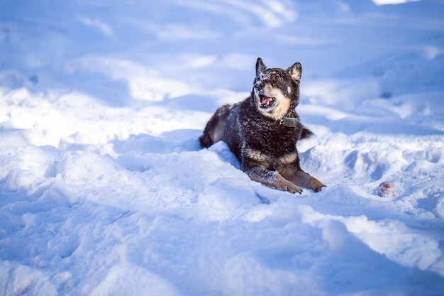 Il cane cammina nel parco nell&#39;inverno