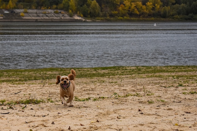 Il cane cammina sulla riva del fiume