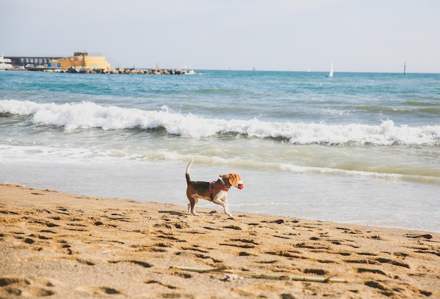 Il cane cammina sulla spiaggia con una palla in bocca Foto estiva di riposo Animale domestico vicino al mare Vacanza divertente Stile di vita sano