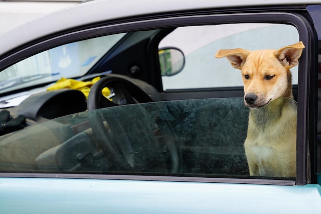 Il cane carino si siede in macchina facendo la faccia seria sul sedile anteriore