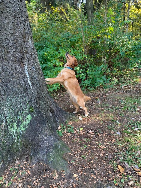 il cane cerca di arrampicarsi su un albero per prendere lo scoiattolo