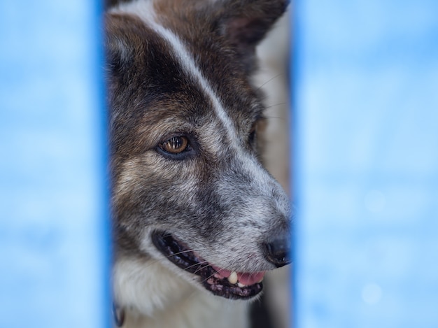 Il cane cerca