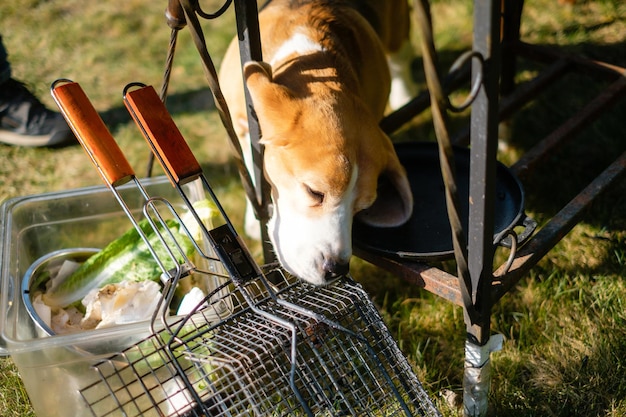 Il cane che annusa la griglia Festa di famiglia all'aperto