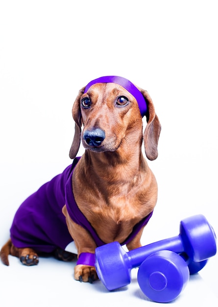 Il cane che riposa dopo lo sport