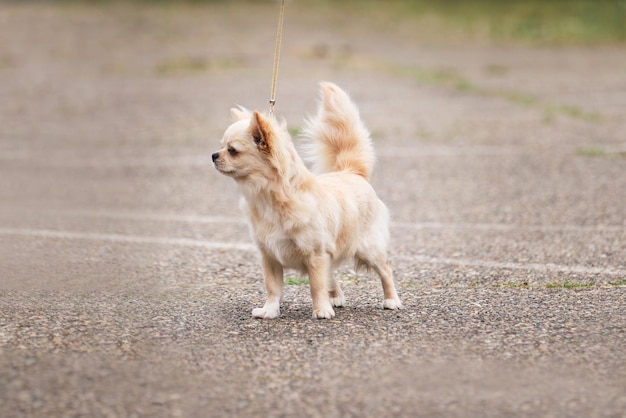 Il cane Chihuahua sta in piedi alla mostra canina e posa magnificamente