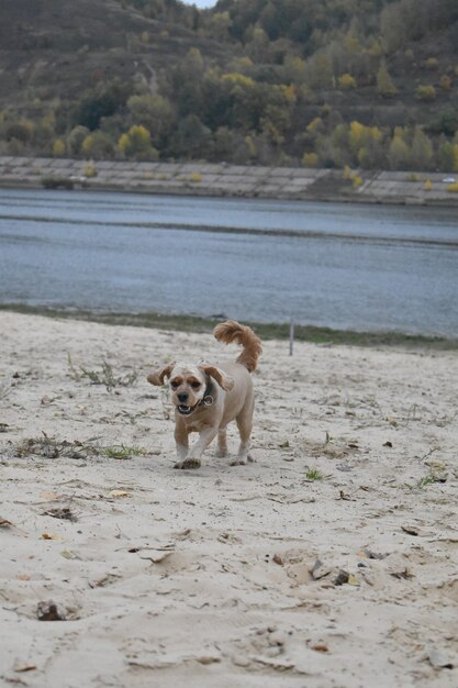 Il cane Cocker Spaniel corre lungo la spiaggia