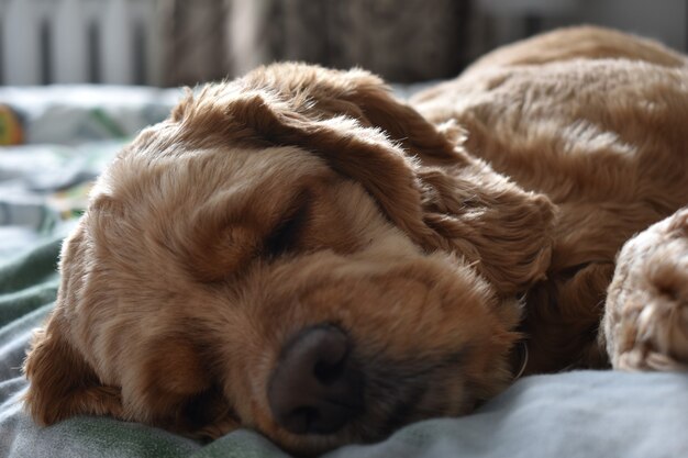 Il cane Cocker Spaniel dorme sul letto