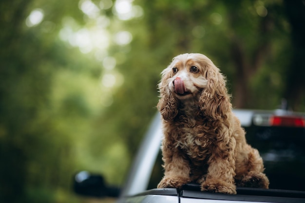 il cane cocker spaniel lecca mentre è seduto nella natura