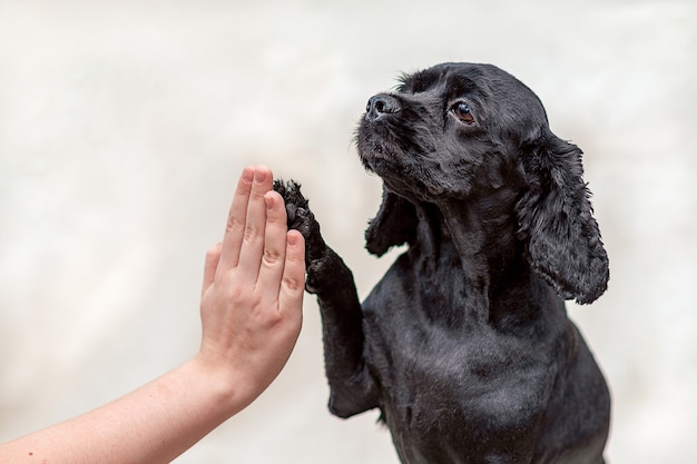 Il cane Cocker Spaniel nero americano dà una zampa, batti il cinque. Focus selezione.