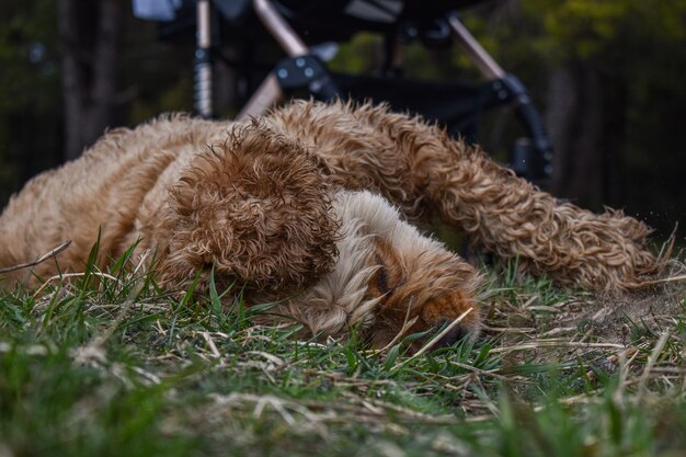 Il cane Cocker Spaniel riposa sull'erba