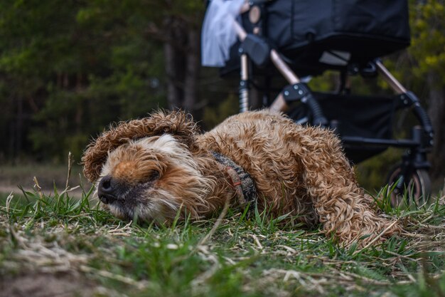 Il cane Cocker Spaniel riposa sull'erba