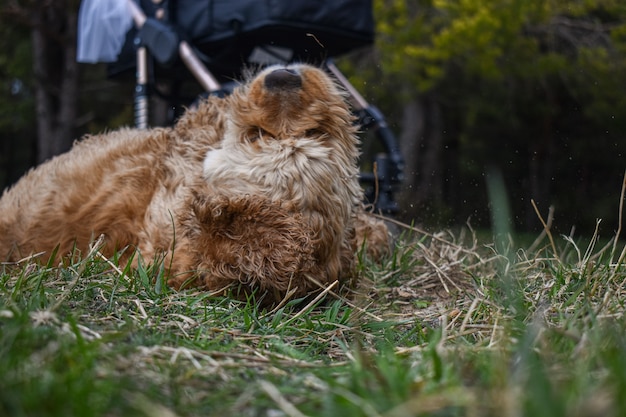 Il cane Cocker Spaniel riposa sull'erba