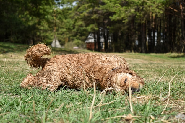 Il cane Cocker Spaniel riposa sull'erba