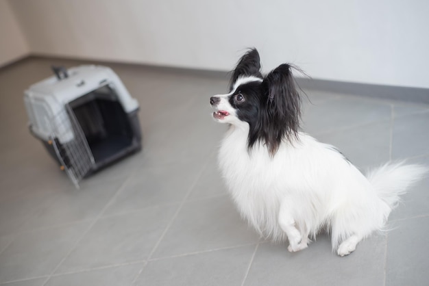 Il cane continentale papillon spaniel si trova nella gabbia da viaggio