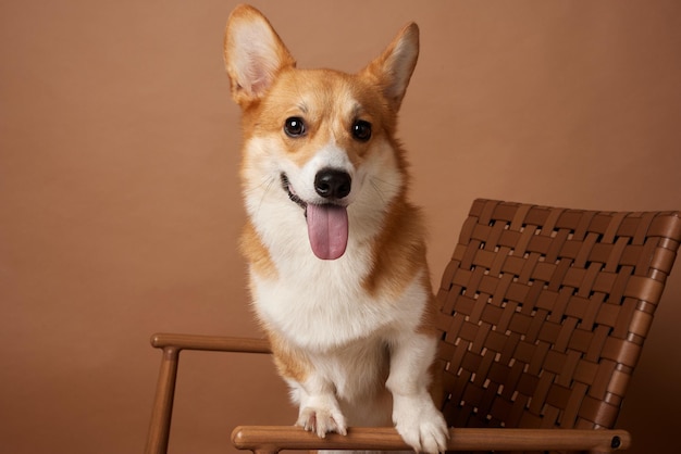 Il cane Corgi mostra la lingua e si siede su una sedia su uno sfondo marrone