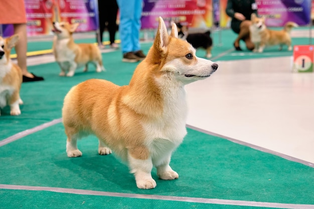 Il cane Corgi perfetto sul ring con i concorrenti ad una mostra canina